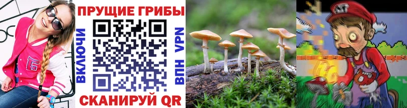 Галлюциногенные грибы Psilocybine cubensis  Кинель 